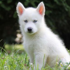 Gabe, Siberian Husky Puppy