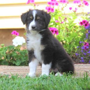 Gabe, Australian Shepherd-Miniature Puppy