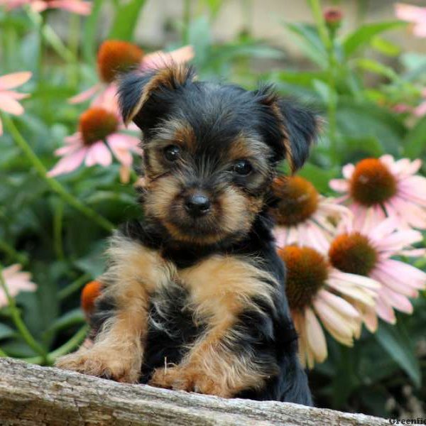 Gabriel, Yorkshire Terrier Puppy