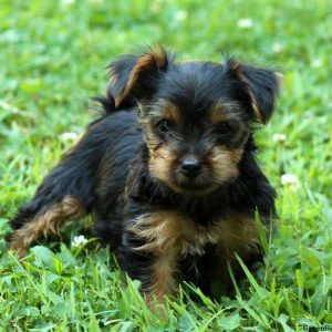 Gabriel, Yorkshire Terrier Puppy