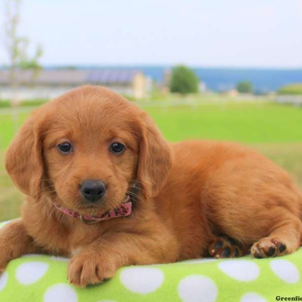 Gaby, Labradoodle-Miniature Puppy