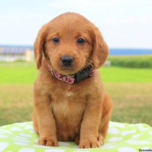 Gaby, Labradoodle-Miniature Puppy