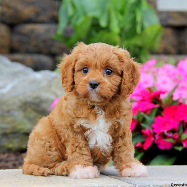 Gage, Cavapoo Puppy