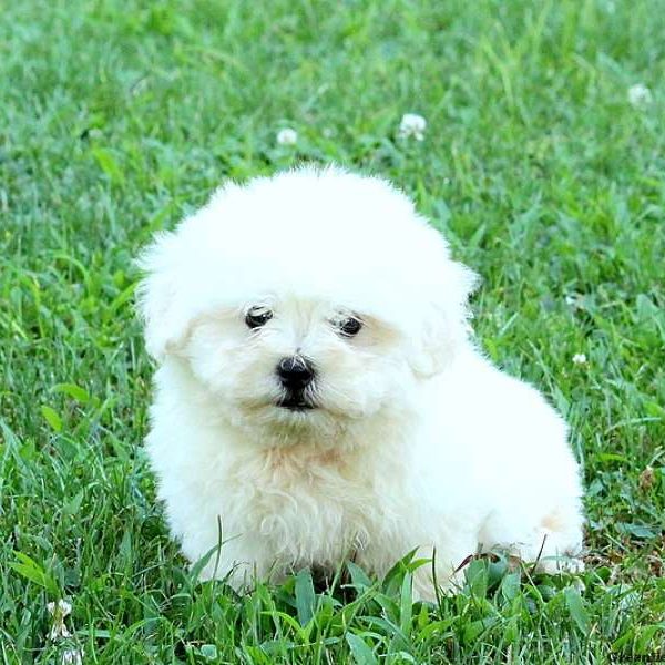 Gage, Shichon / Teddy Bear Puppy