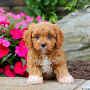 Gage, Cavapoo Puppy