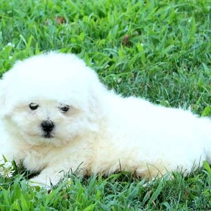 Gage, Shichon / Teddy Bear Puppy