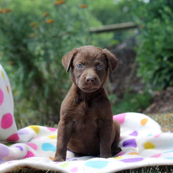 Gail, Labrador Retriever-Chocolate Puppy