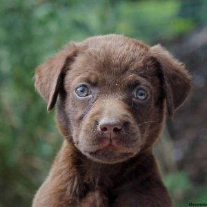 Gail, Labrador Retriever-Chocolate Puppy