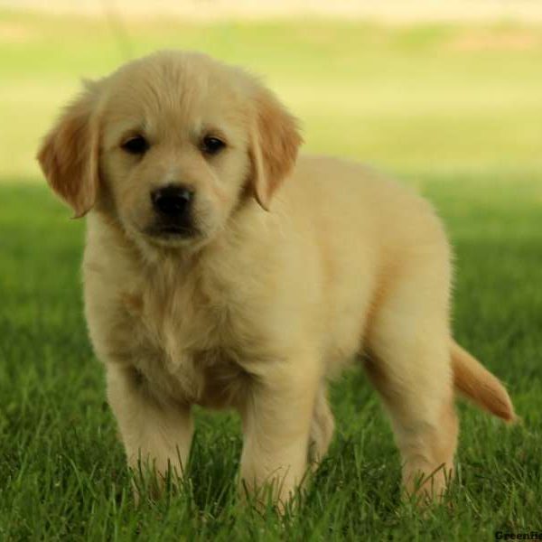 Gala, Golden Retriever Puppy