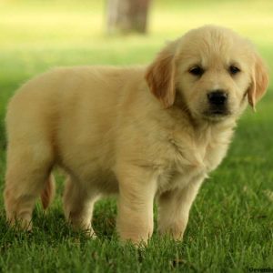 Gala, Golden Retriever Puppy