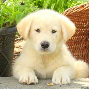 Gale, Alaskan Malamute Mix Puppy