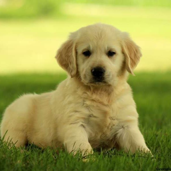 Garfield, Golden Retriever Puppy