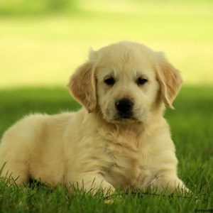 Garfield, Golden Retriever Puppy