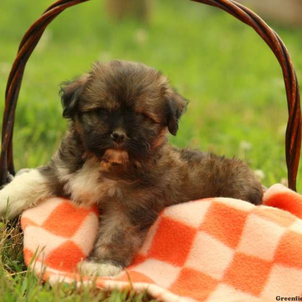 Garland, Havanese Puppy