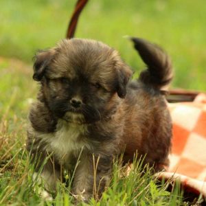 Garland, Havanese Puppy