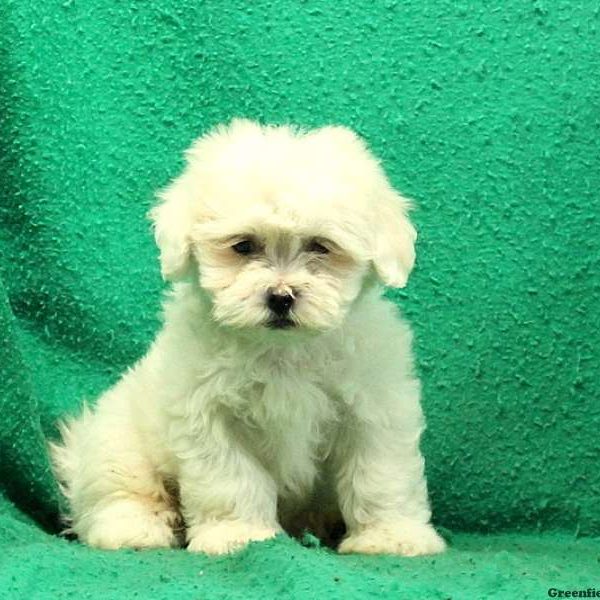 Garret, Lhasa-Chon Puppy