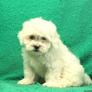 Garret, Lhasa-Chon Puppy