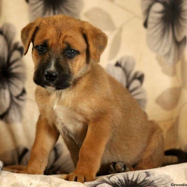 Garrett, Cane Corso Mix Puppy