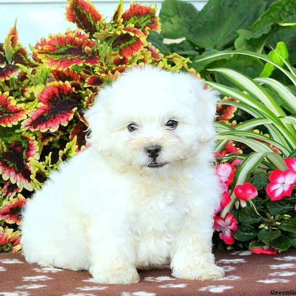 Garrett, Shichon / Teddy Bear Puppy