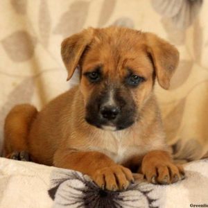 Garrett, Cane Corso Mix Puppy