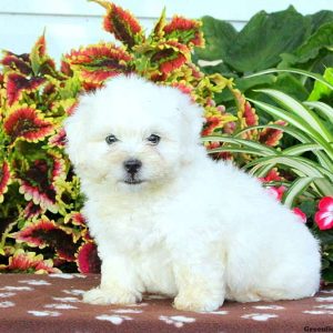 Garrett, Shichon / Teddy Bear Puppy