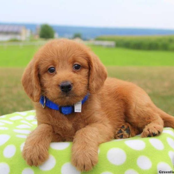 Gary, Labradoodle-Miniature Puppy