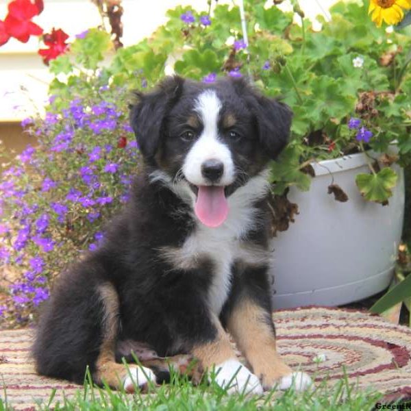 Gary, Australian Shepherd-Miniature Puppy