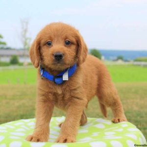 Gary, Labradoodle-Miniature Puppy