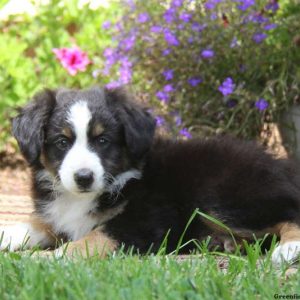 Gary, Australian Shepherd-Miniature Puppy