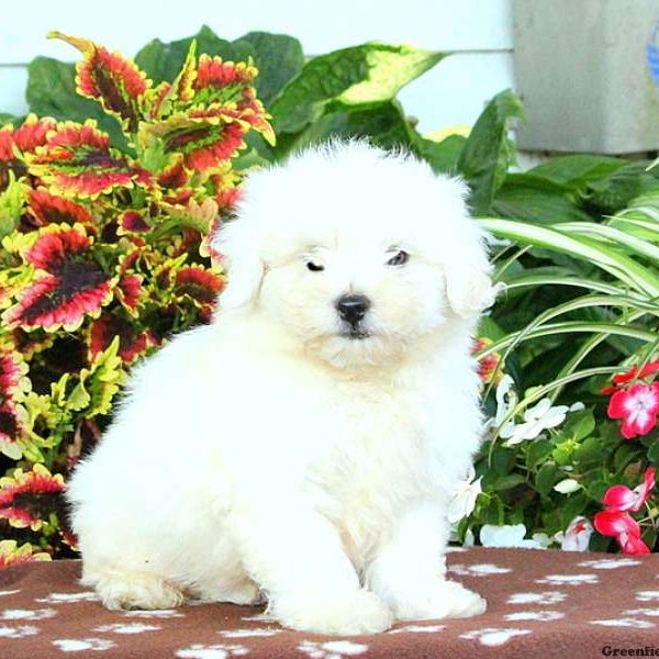 Gaston, Shichon / Teddy Bear Puppy