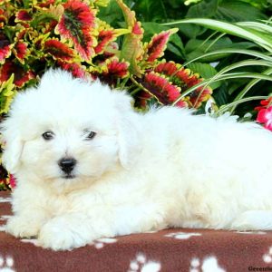 Gaston, Shichon / Teddy Bear Puppy