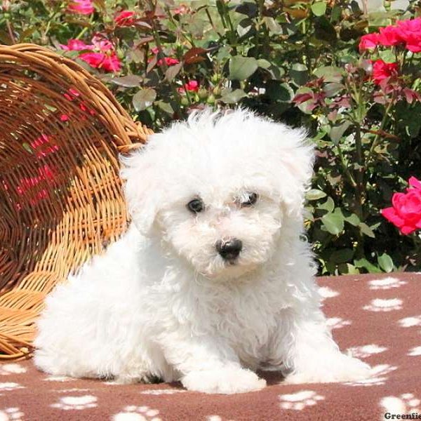 Gavin, Bichon Frise Puppy