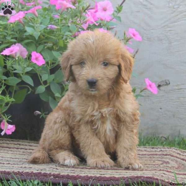 Gavin, Goldendoodle-Miniature Puppy