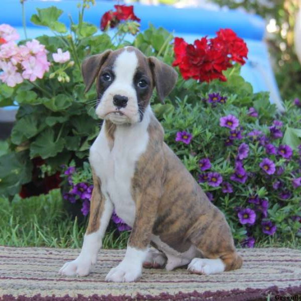 Gavin, Boxer Puppy