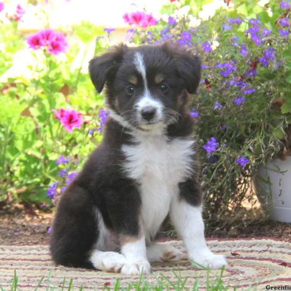 Gavin, Australian Shepherd-Miniature Puppy