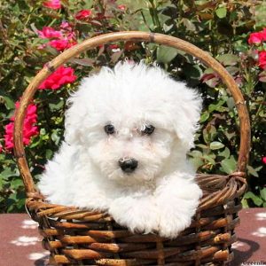 Gavin, Bichon Frise Puppy