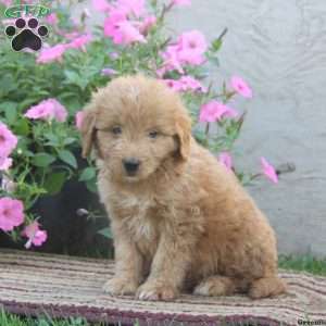 Gavin, Goldendoodle-Miniature Puppy