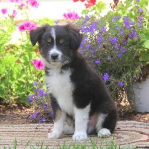 Gavin, Australian Shepherd-Miniature Puppy