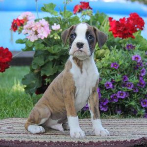 Gavin, Boxer Puppy