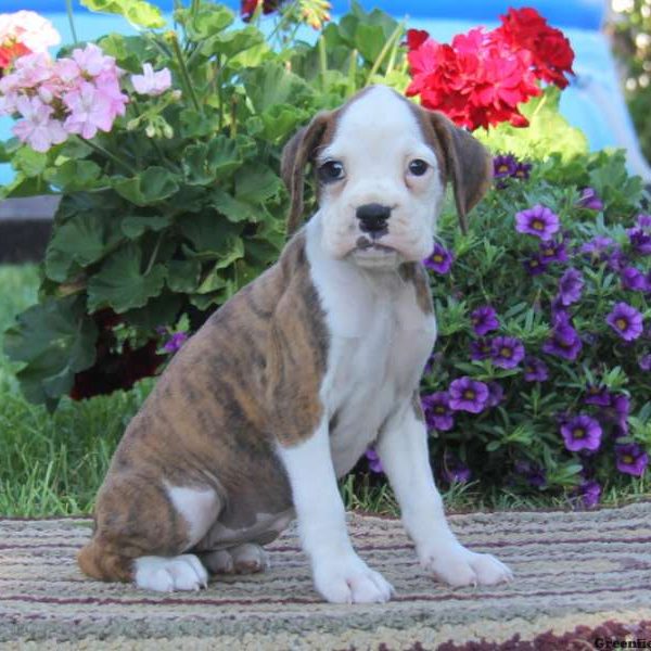 Gayle, Boxer Puppy