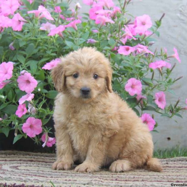 Gayle, Goldendoodle-Miniature Puppy