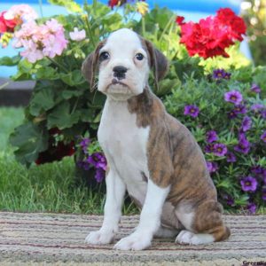 Gayle, Boxer Puppy