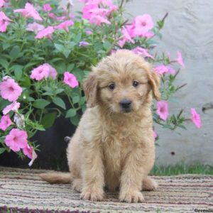 Gayle, Goldendoodle-Miniature Puppy