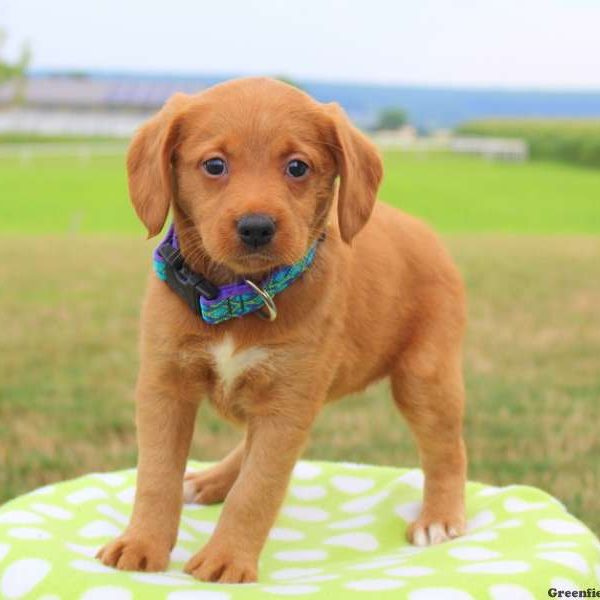 Gem, Labradoodle-Miniature Puppy