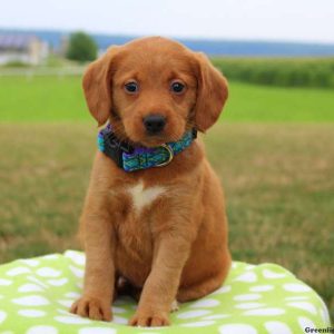 Gem, Labradoodle-Miniature Puppy