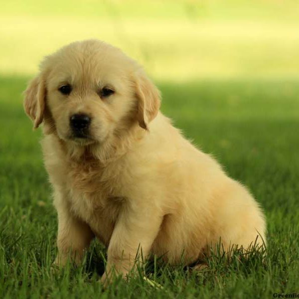 Gemma, Golden Retriever Puppy