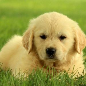 Gemma, Golden Retriever Puppy