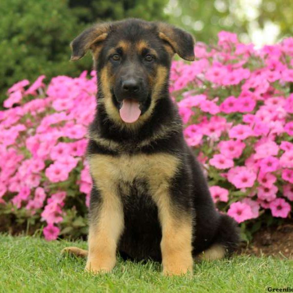 Geneva, German Shepherd Puppy