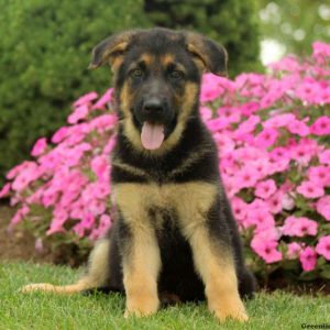 Geneva, German Shepherd Puppy