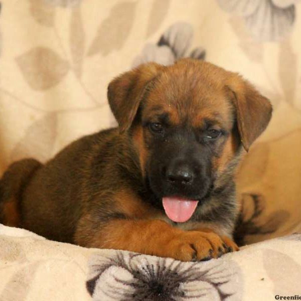 Gent, Cane Corso Mix Puppy